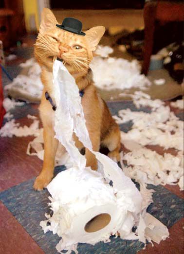 Cat, animal, toilet paper, claws, Toy